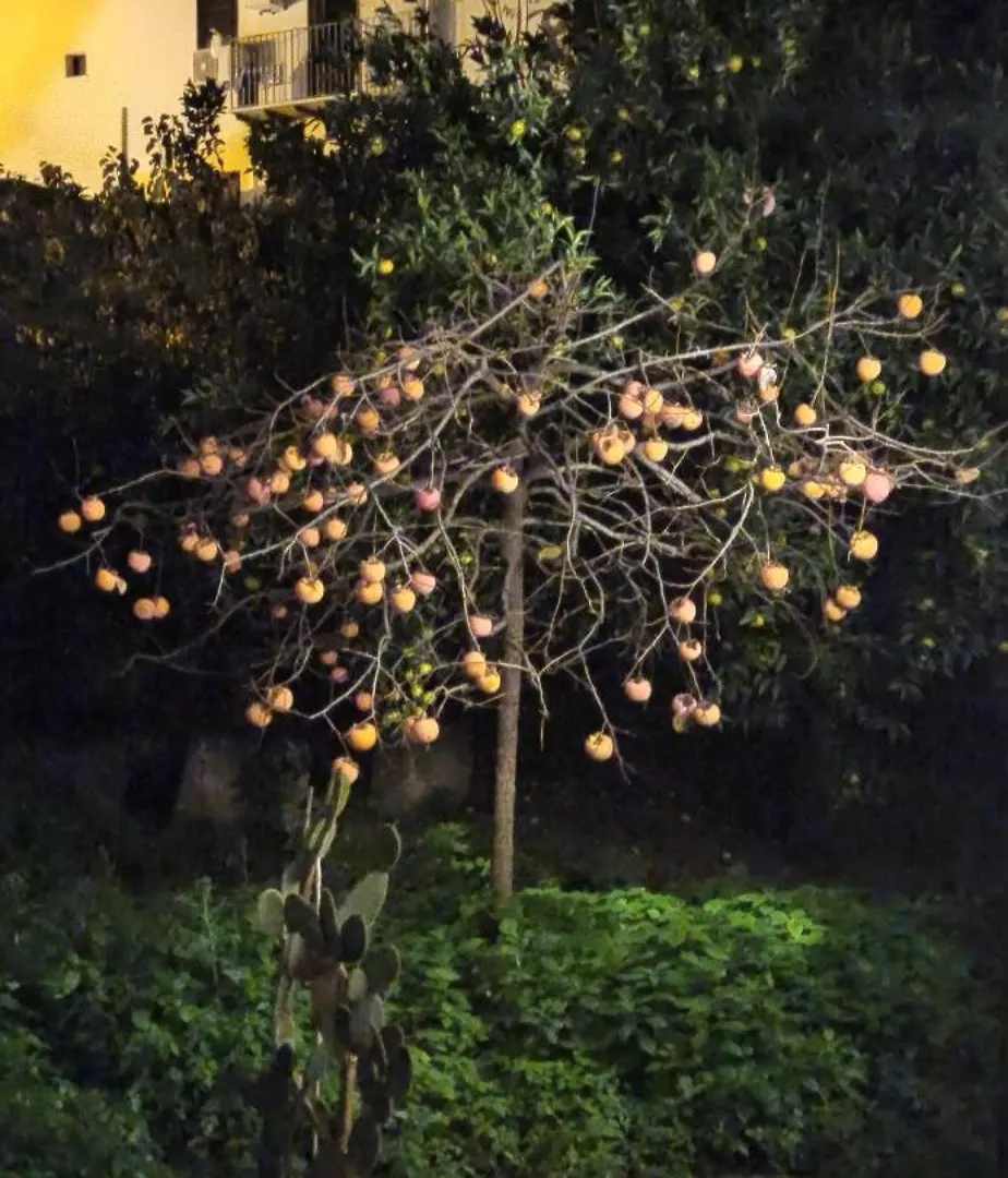Jujube Hortus Apartment 4 팔레르모 0*,